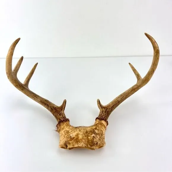 Vintage Deer Antler 7 Point Buck Skull Cap